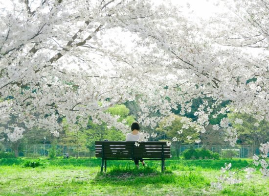 Viajar solo a Japón